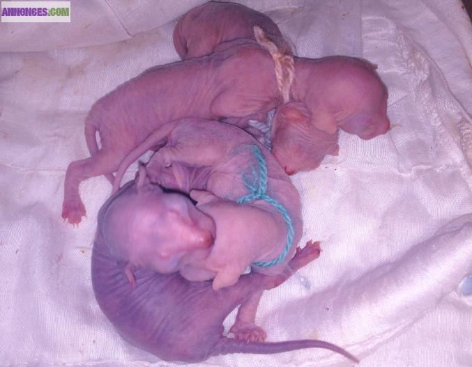 4 bébés Sphynx disponibles
