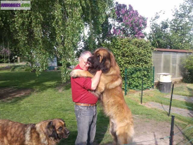 Vends superbes chiots LEONBERG