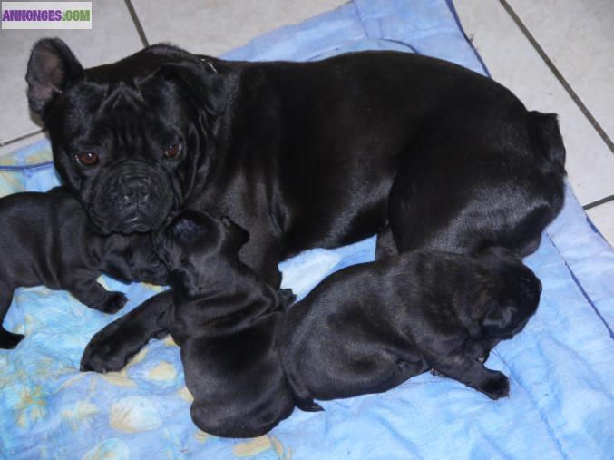 Bouledogue francais