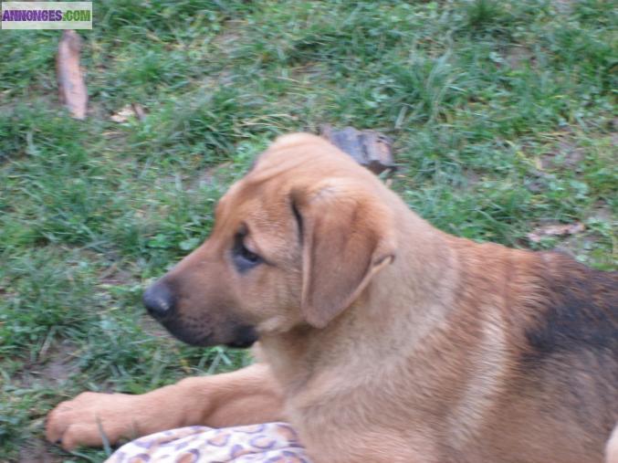 Chiots type berger beauceron