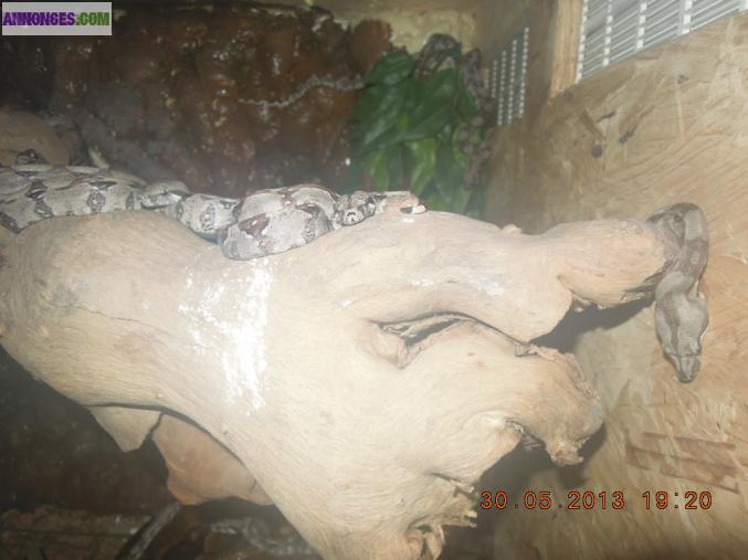 Serpent Boa juvenile