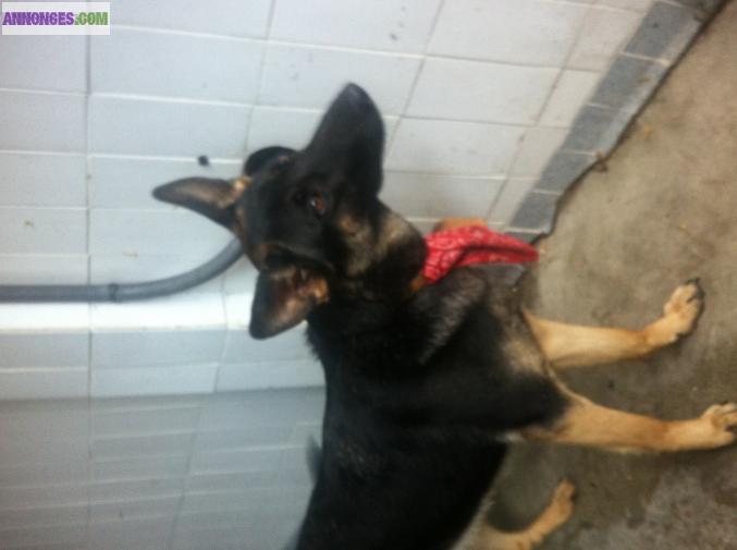 Berger Allemand femelle 10 mois LOF