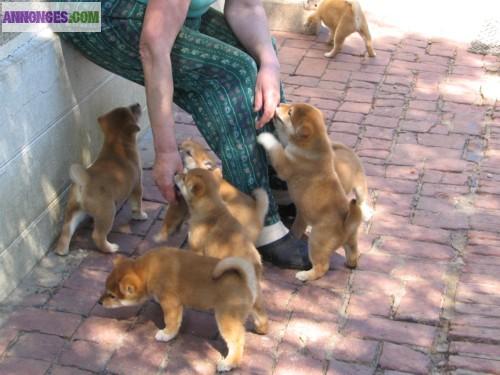 Superbes chiots de type shiba inu non l.o.f