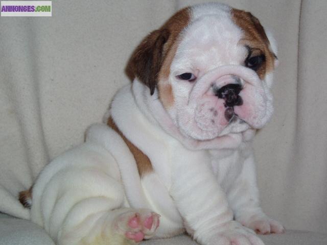Bébés Bulldog Anglais chiot