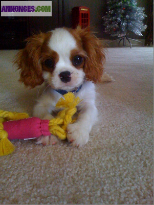 Chiot Femelle Genre Cavalier king charles.