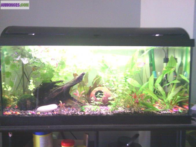 Lot aquarium