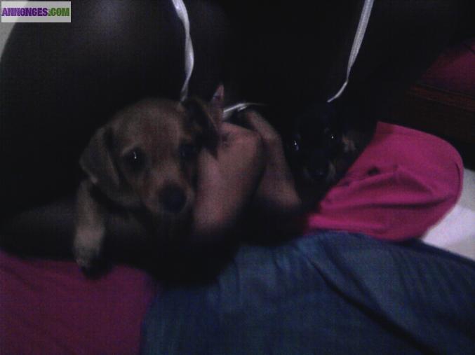 Je vend 2  petite chiot pinscher