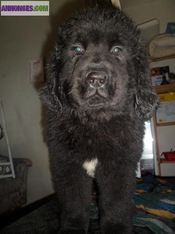 Chiot terre neuve LOF