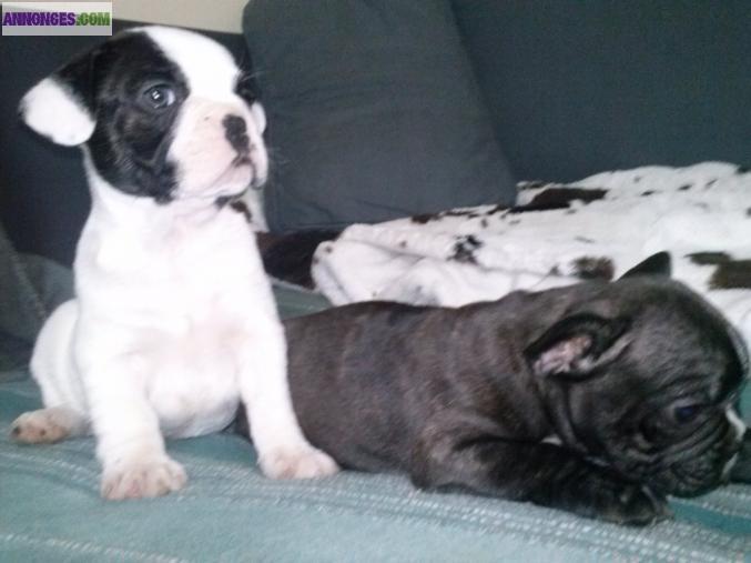 Chiot race bouledogue français
