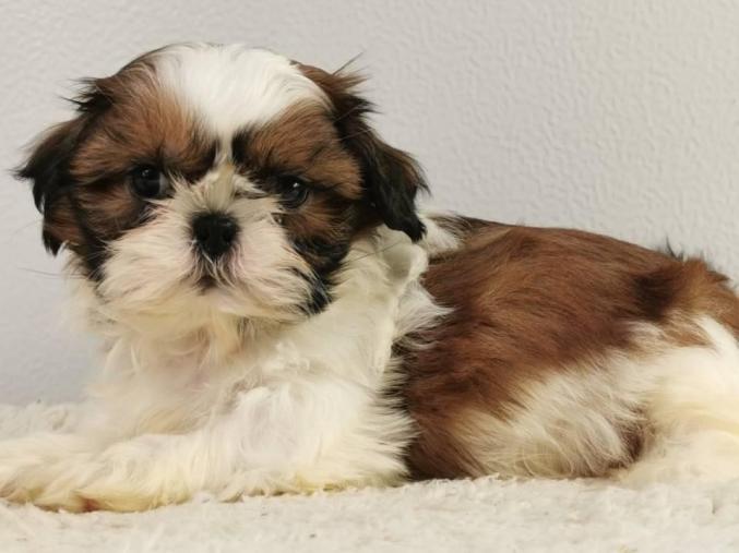 Magnifiques Chiots Shih Tzu