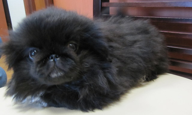 Pekinois LOF