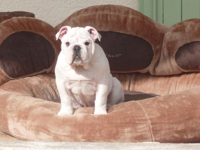 Chiot Bulldog anglais LOF - dispo de suite
