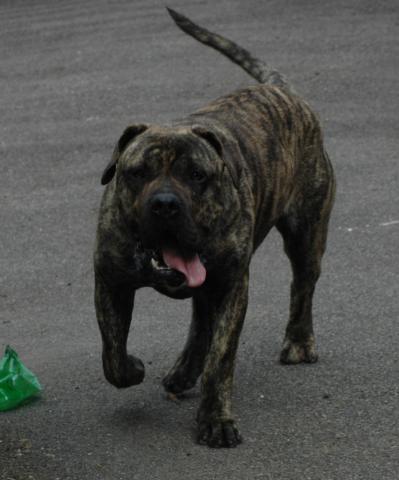 Chiots Dogo Canario LOF