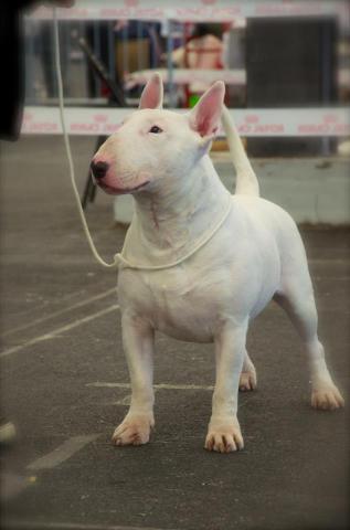 Disponible pour saillie