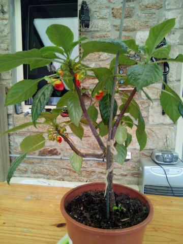 Plante impatiens niamniamensis