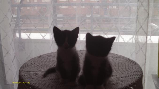 Chaton recherche a etre  chouchouté