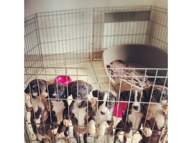 Chiots type Dogue Argentin