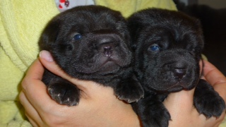 Vends adorables chiots type Shar Pei