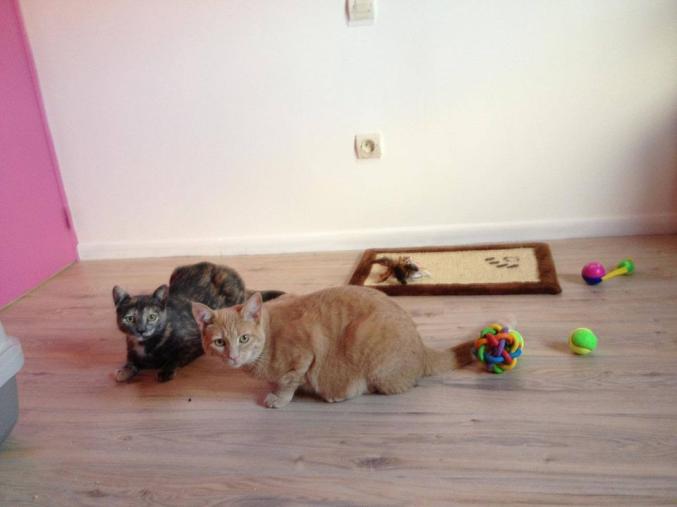 Pension Animaux Cathy