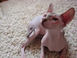 Magnifiques chatons sphynx LOOF