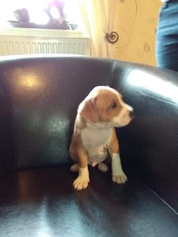 A vendre Mâle Staffie