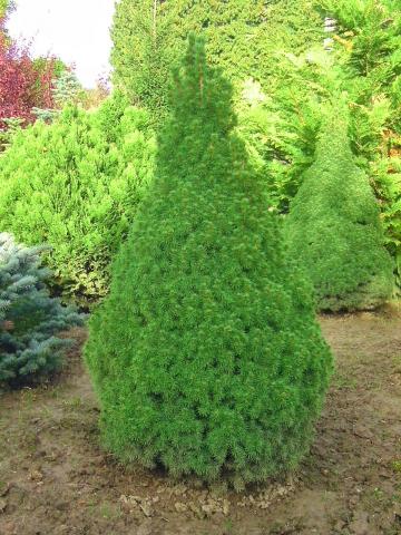 CONIFERES  d' ORNEMENT