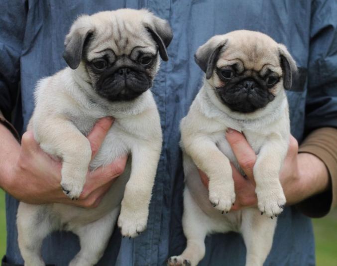 Adorable Chiots Carlin LOF