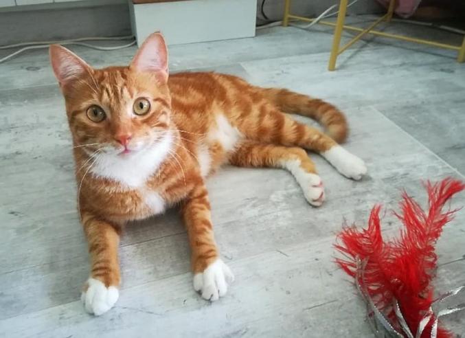 Visite à domicile - Promenades - Gardes - Transport