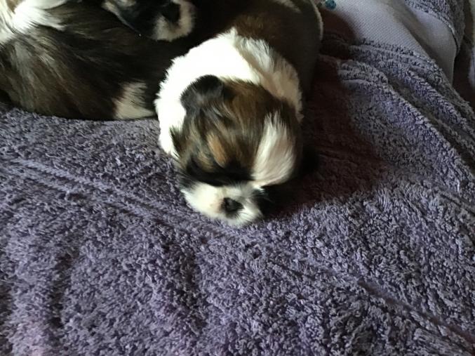 5 magnifiques bébés Shih tzu