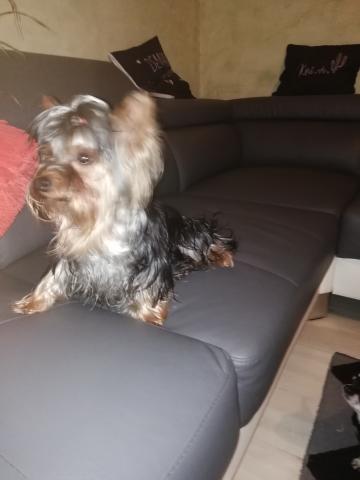 Adorable type yorkshire male