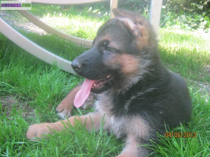 CHIOTS BERGERS ALLEMAND INSCRITS AU L.O.F