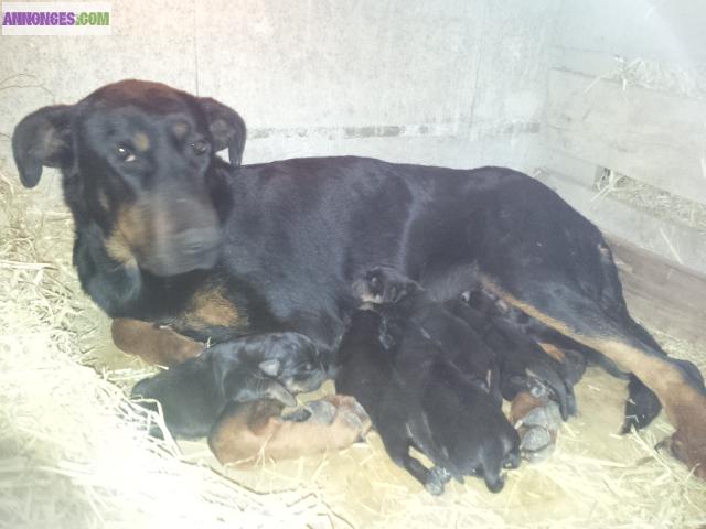 Chiots beauceron