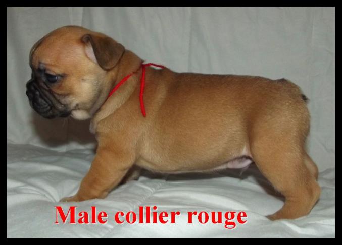  DONS DE MES Chiots Bouledogue Français