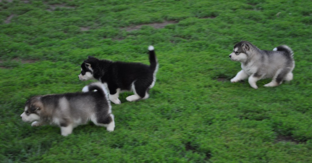 Magnifiques chiots Malamute de l'Alaska LOF