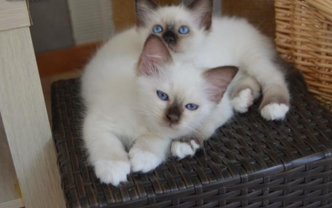Chaton Sacré De Birmanie à Donner