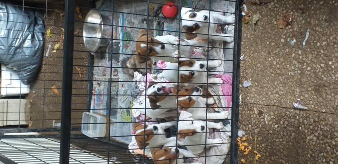Chiots Jack russel