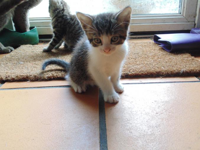 Chaton rayé