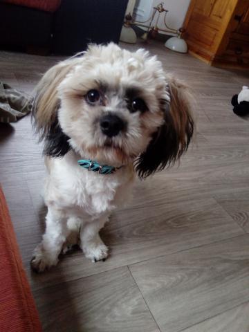 Chien lhassa apso