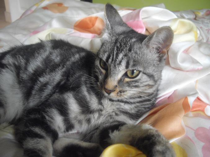 Je donne des chatons :)