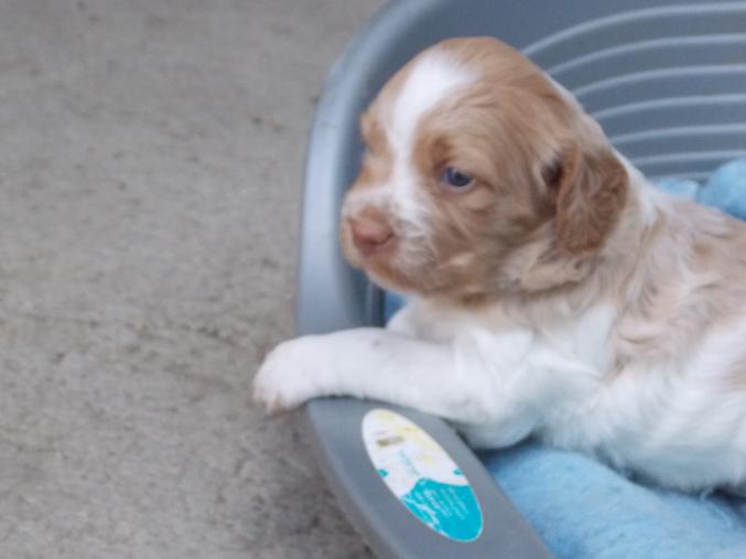 Chiots épagneul breton orange et blanc