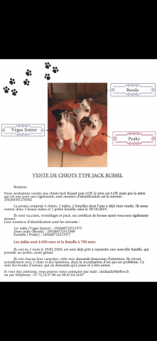 Chiots type Jack Russel