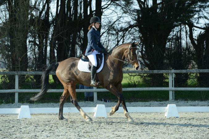 Quinjar, jument SF 11 ans