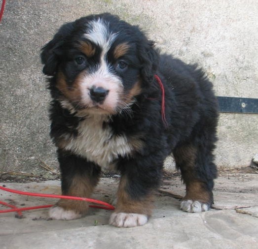 Tres jolie bouvier bernois