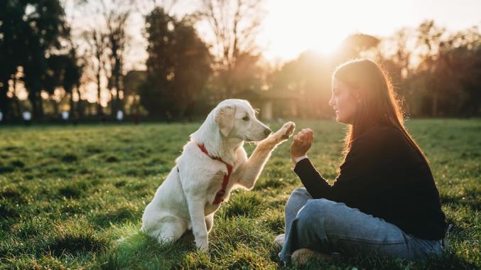 Garde et promenade pour chien