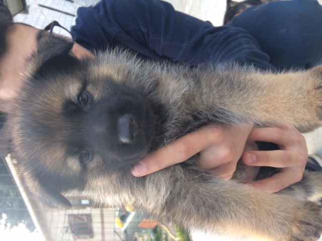 Chiots Berger Allemand à réserver