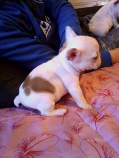 Chiots bouledogue francais