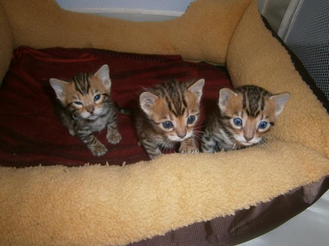 Chatons bengal males et femelle