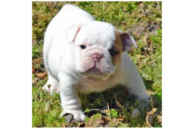 D'apparence Bulldog Anglais non lof 