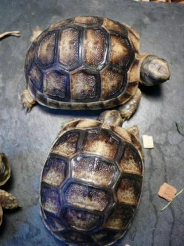 Bébé tortue de terre