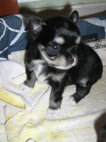 Adorable petit mâle type chihuahua